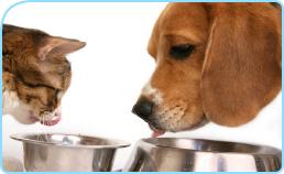 catdogeating