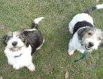 dogsinlinedaveanddizzy